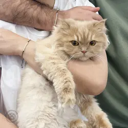 دستبند کد مورس نقره