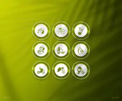 کاور هایلایت زیتون و خواص روغن زیتون کد ۳ - های تینو
