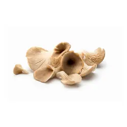 قارچ صدفی ارگانیک بسته بندی