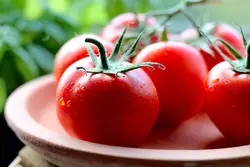 گوجه فرنگی دستچین شده