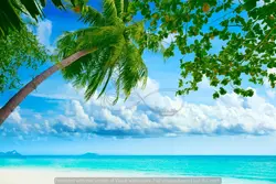 طرح پوستر دیواری ساحل شن سفید و تک نخل