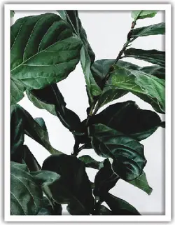 تابلو برگ دو تکه کد 50