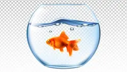 تصویر PNG تصویرسازی تنگ ماهی و ماهی عید - ایران پیک | پیکفری