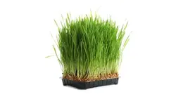 تصویر زمینه سفید و کلوزآپ سبزه عید و نوروز - ایران پیک | پیکفری