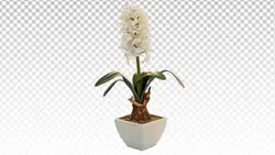 تصویر PNG گل سنبل سفید - ایران پیک | پیکفری