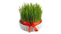 تصویر نمای جلو و زمینه سفید سبزه نوروز - ایران پیک | پیکفری