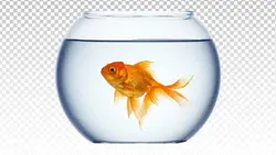 تصویر PNG تنگ ماهی و ماهی عید - ایران پیک | پیکفری