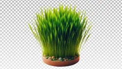 تصویر PNG سبزه عید و نوروز - ایران پیک | پیکفری