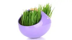 تصویر زمینه سفید و کلوزآپ سبزه نوروز - ایران پیک | پیکفری