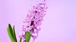 تصویر پس زمینه کلوزآپ سنبل - ایران پیک | پیکفری