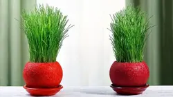 تصویر طرح پس زمینه سبزه عید نوروز روی میز - ایران پیک | پیکفری