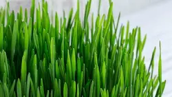 تصویر پس زمینه کلوزآپ سبزه عید نوروز - ایران پیک | پیکفری