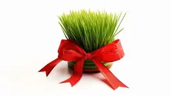 تصویر زمینه سفید سبزه نوروز با روبان - ایران پیک | پیکفری