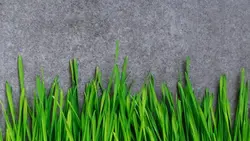 تصویر پس زمینه سبزه عید نوروز با فضای کپی - ایران پیک | پیکفری