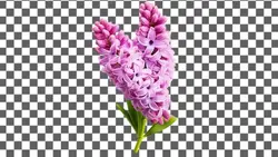 تصویر PNG سنبل صورتی - ایران پیک | پیکفری