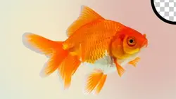 تصویر PNG کلوزآپ ماهی قرمز عید و نوروز - ایران پیک | پیکفری