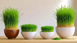 تصویر پس زمینه مجموعه سبزه عید نوروز روی میز - ایران پیک | پیکفری