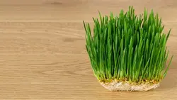 تصویر پس زمینه کلوزآپ سبزه عید نوروز روی میز - ایران پیک | پیکفری