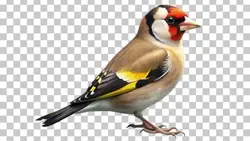 تصویر PNG سهره - ایران پیک | پیکفری