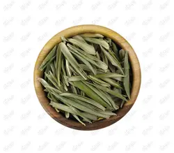 برگ زیتون
