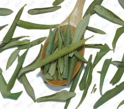 برگ زیتون