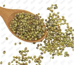 تخم گشنیز