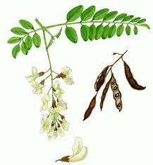 عسل اقاقیا – 1 کیلوگرمی