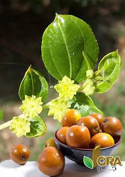 عسل عناب – 500 گرمی