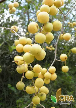 عسل کنار – 1 کیلوگرمی