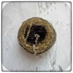 کاموا مو بوکله محصول کشور ترکیه