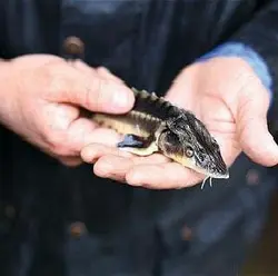 ماهی خاویار سایز کف دست