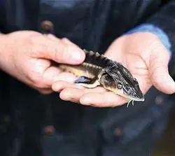 ماهی خاویار سایز کف دست