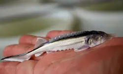 ماهی خاویار سایز کف دست