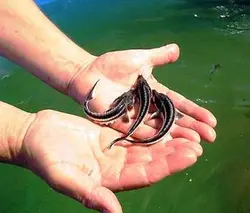 ماهی خاویار سایز کف دست