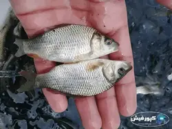 بچه ماهی کپور سایز ۲ تا ۳ بند انگشت
