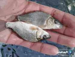 بچه ماهی کپور سایز ۲ تا ۳ بند انگشت