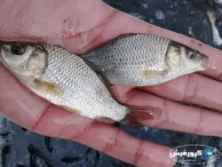 بچه ماهی کپور سایز ۲ تا ۳ بند انگشت