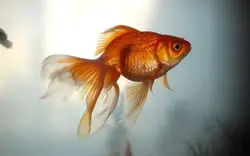 خرید بچه ماهی قرمز سایز 4 بند انگشت