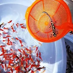 خرید بچه ماهی قرمز سایز 4 بند انگشت