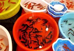 خرید بچه ماهی قرمز سایز 4 بند انگشت