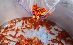 خرید بچه ماهی قرمز سایز 4 بند انگشت