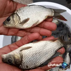 کپور سایز کف دست