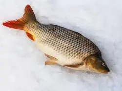 کپور سایز کف دست