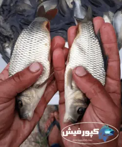 کپور سایز کف دست