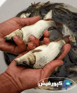 کپور سایز کف دست