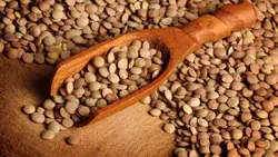 عدس سبز (800 گرمی)