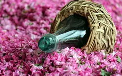 گلاب درجه ۱ (یک لیتری)