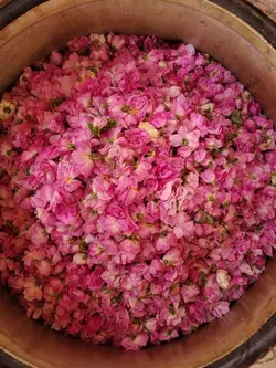 گلاب درجه ۱ (یک لیتری)