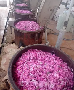 گلاب ممتاز (یک لیتری)