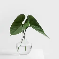 آلبوم نقره ای
